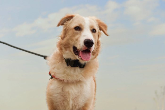 Sully, tanta energia e tanto amore
