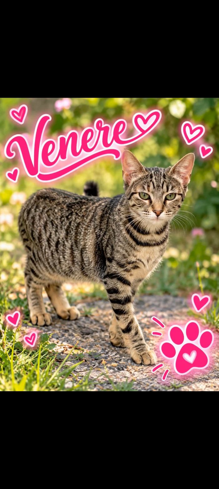 Venere, dolce e timida, cerca casa.