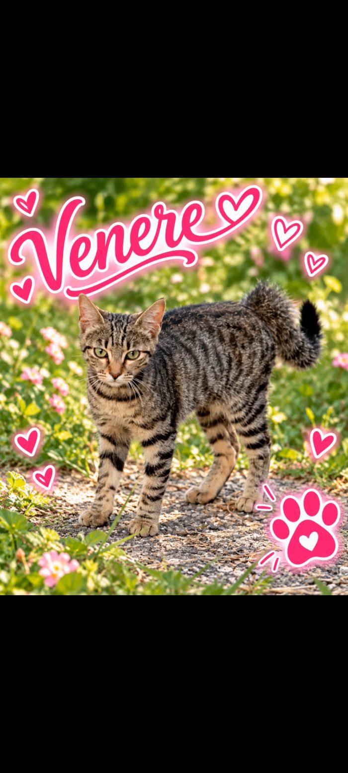 Venere, dolce e timida, cerca casa.