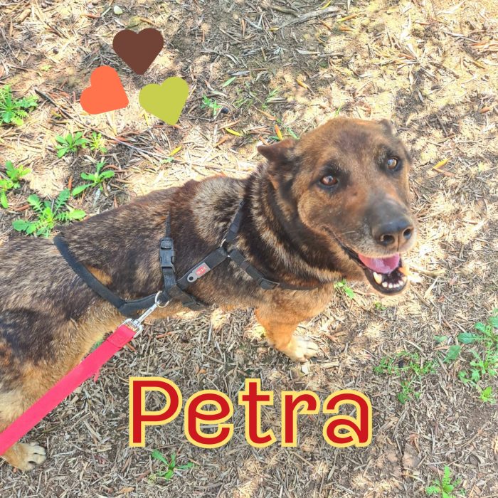 Petra mix pastore tedesco grigione