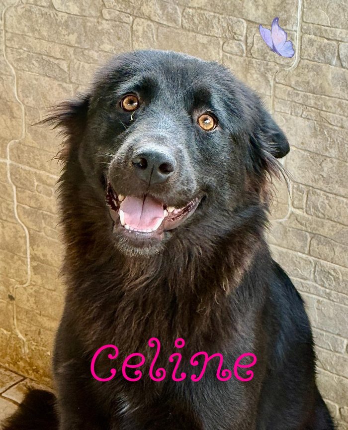 Céline, dolcissima mix pastore