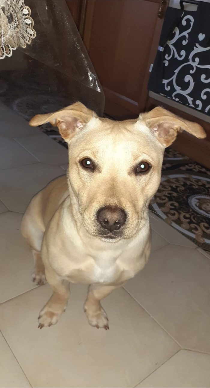 6 anni, 12 kg buono con tutti