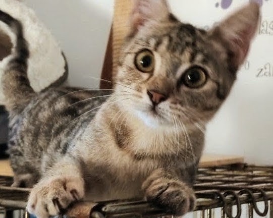 3 mesi circa, vive tra uno stanzino e un Kennel