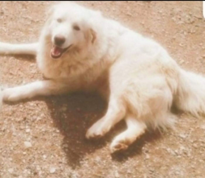 Maremmano sui 5anni vive in poco spazio..ma la sfiga non finisce qui!!! CALABRIA - media 4