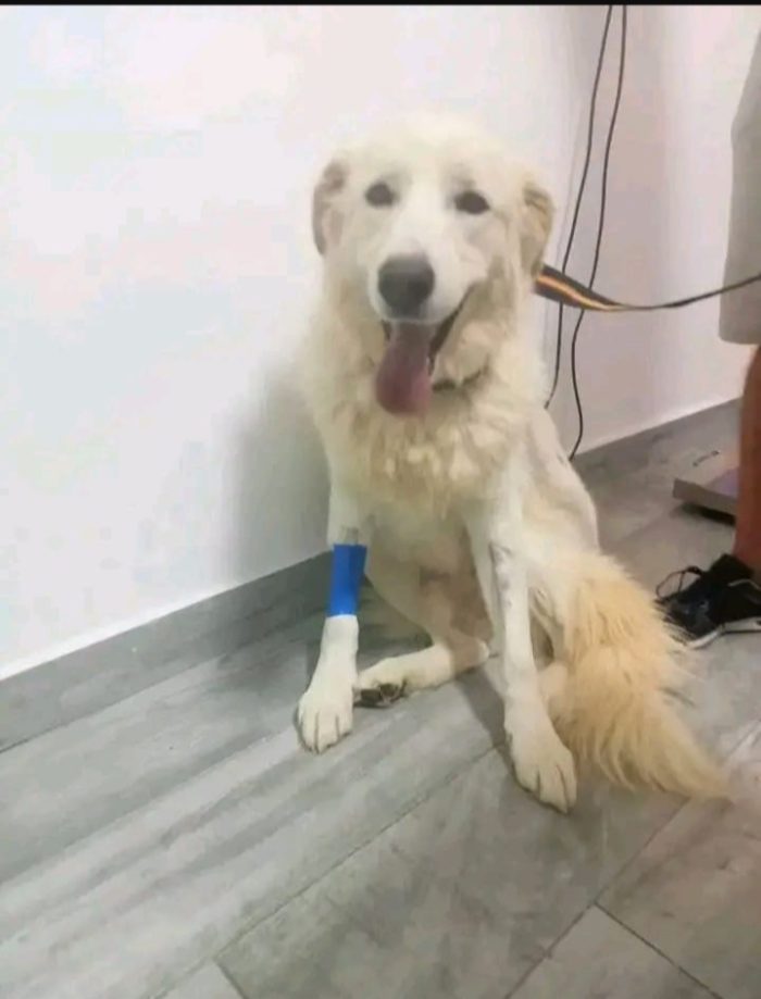 Maremmano sui 5anni vive in poco spazio..ma la sfiga non finisce qui!!! CALABRIA