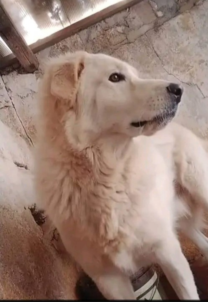 Maremmano sui 5anni vive in poco spazio..ma la sfiga non finisce qui!!! CALABRIA