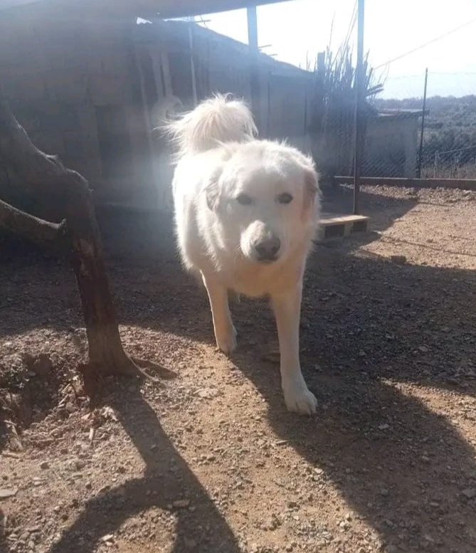 Maremmano sui 5anni vive in poco spazio..ma la sfiga non finisce qui!!! CALABRIA