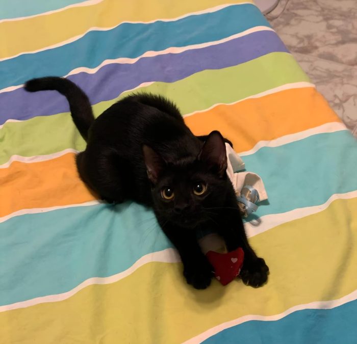 Gattina neanche 4 mesi, nata in casa