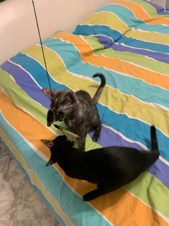 Gattina neanche 4 mesi, nata in casa