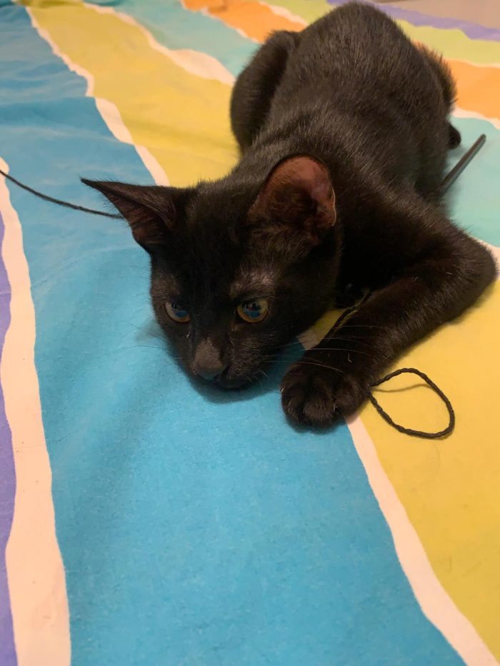 Gattina neanche 4 mesi, nata in casa - media 4