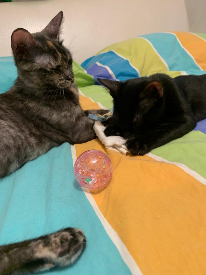 Gattina neanche 4 mesi, nata in casa - media 5