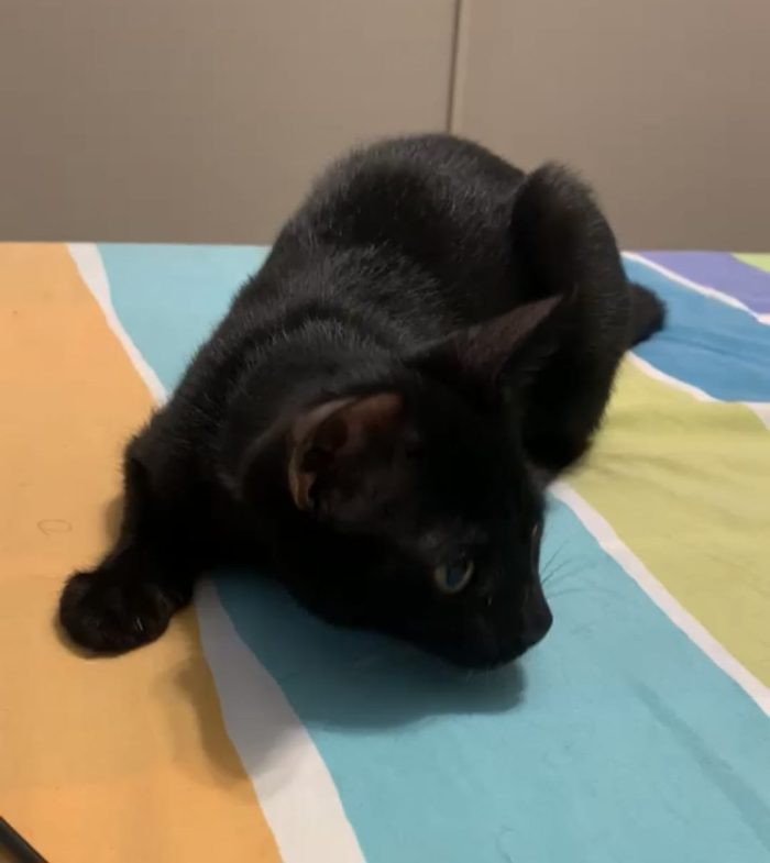 Gattina neanche 4 mesi, nata in casa