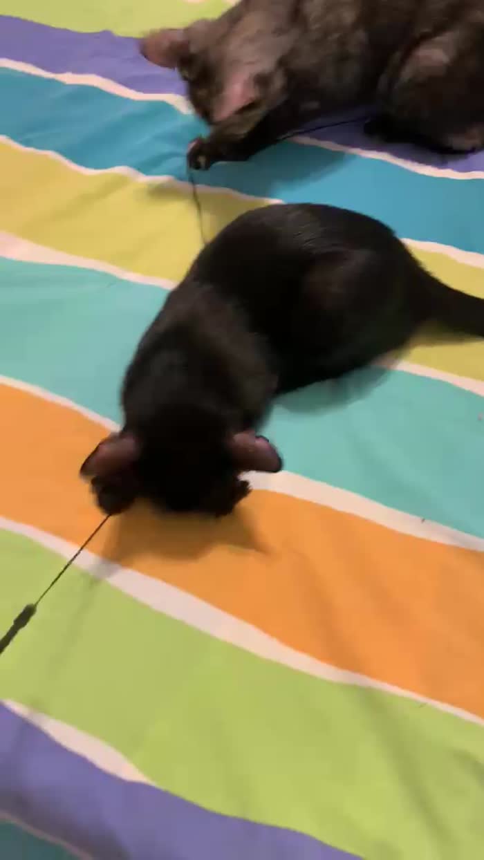 Gattina neanche 4 mesi, nata in casa - media 7