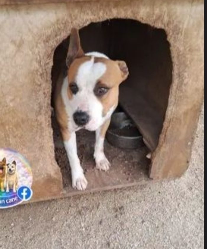 Amstaff 5anni magnifico dal divano al canile!! CASERTA