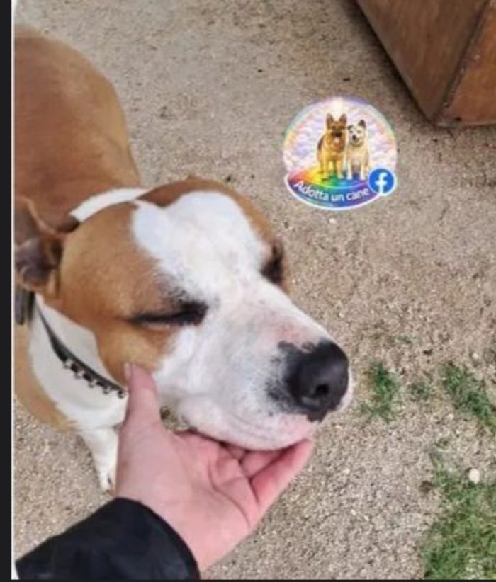 Amstaff 5anni magnifico dal divano al canile!! CASERTA - media 4