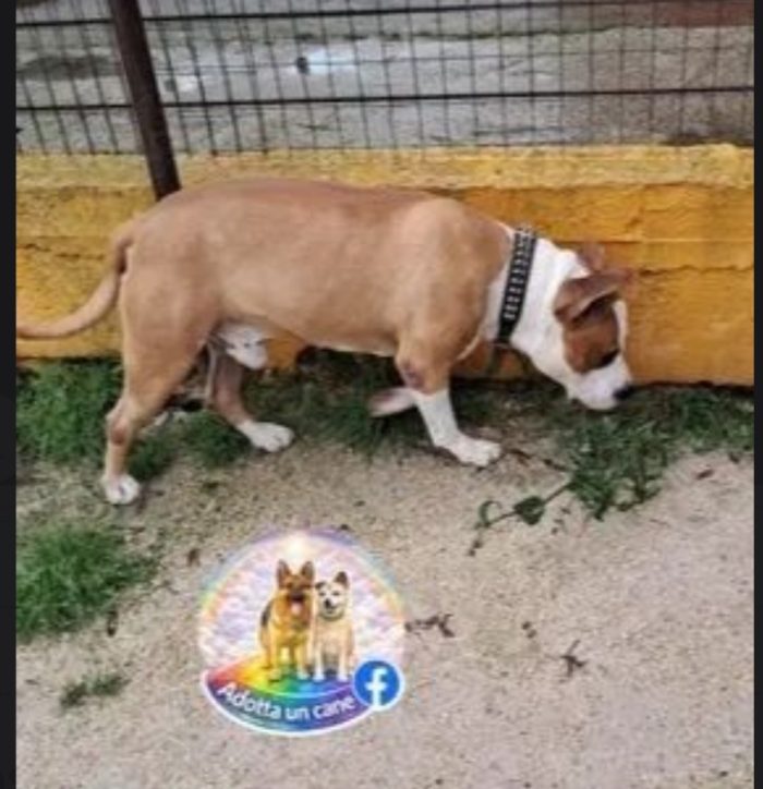 Amstaff 5anni magnifico dal divano al canile!! CASERTA