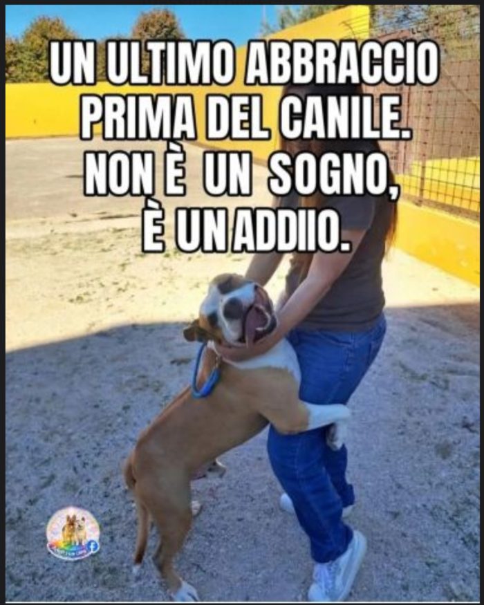 Amstaff 5anni magnifico dal divano al canile!! CASERTA