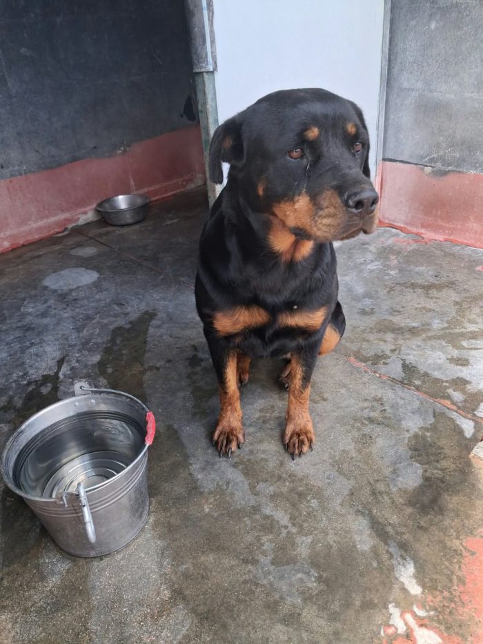 Lupita dolce rott 2 anni