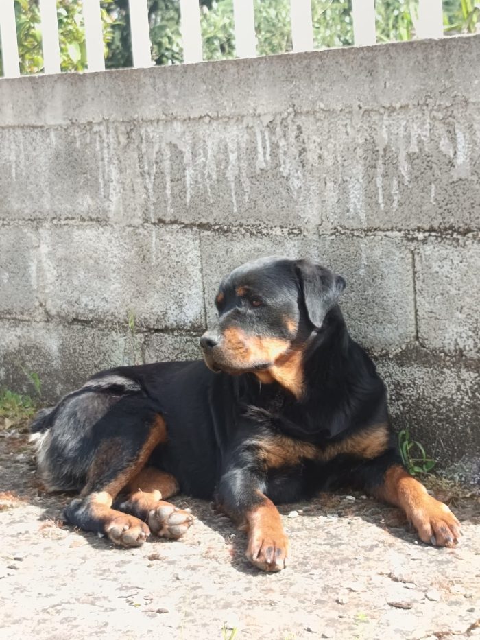 Lupita dolce rott 2 anni - media 4