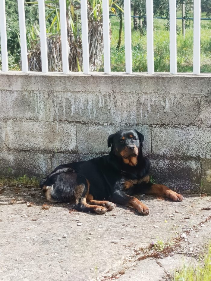 Lupita dolce rott 2 anni - media 5