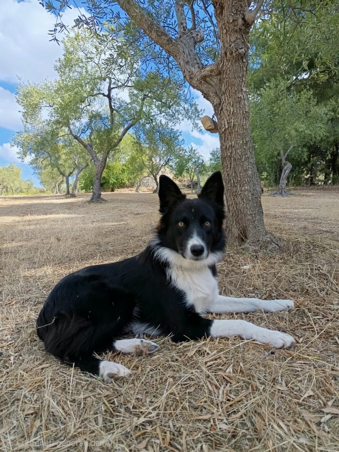 Winky simil Border collie 1 anno