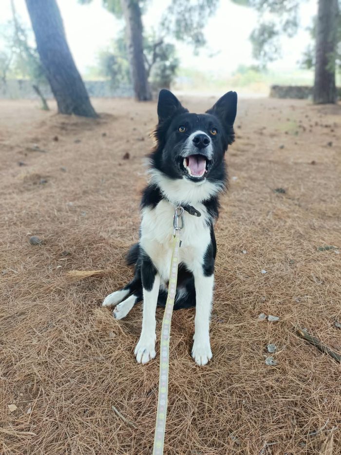Winky simil Border collie 1 anno - media 5