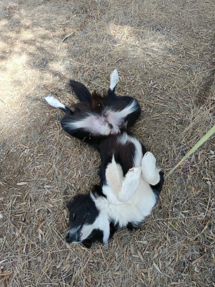 Winky simil Border collie 1 anno - media 4