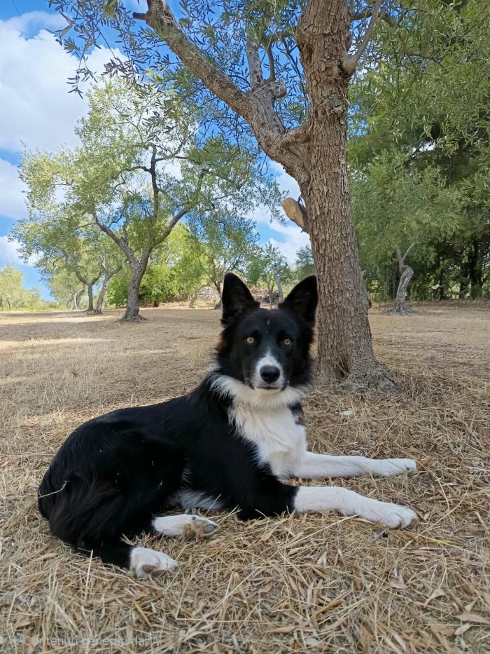 Winky simil Border collie 1 anno