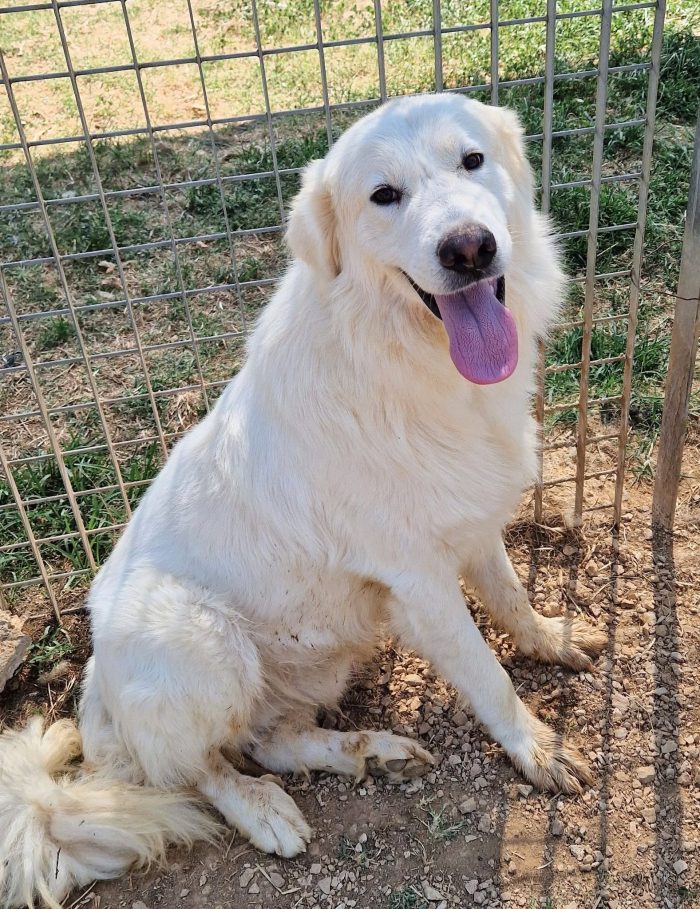 HUNTER,IN CANILE,ADOTTABILE IN TUTTA ITALIA!