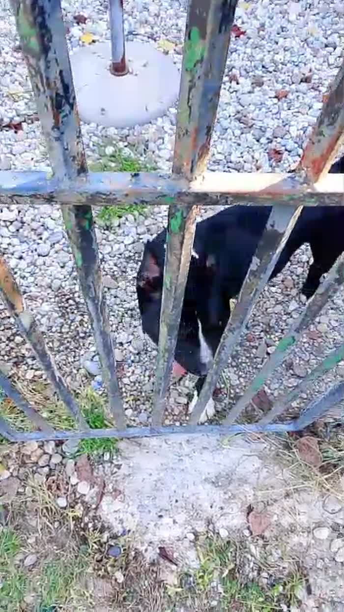 American Bully  3anni e la sua storia..TORNATO IN RIFUGIO PIANGE DISPERATO!!! MANTOVA - media 9