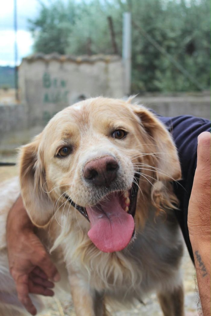 Flavio un cagnolone dolcissimo - media 8