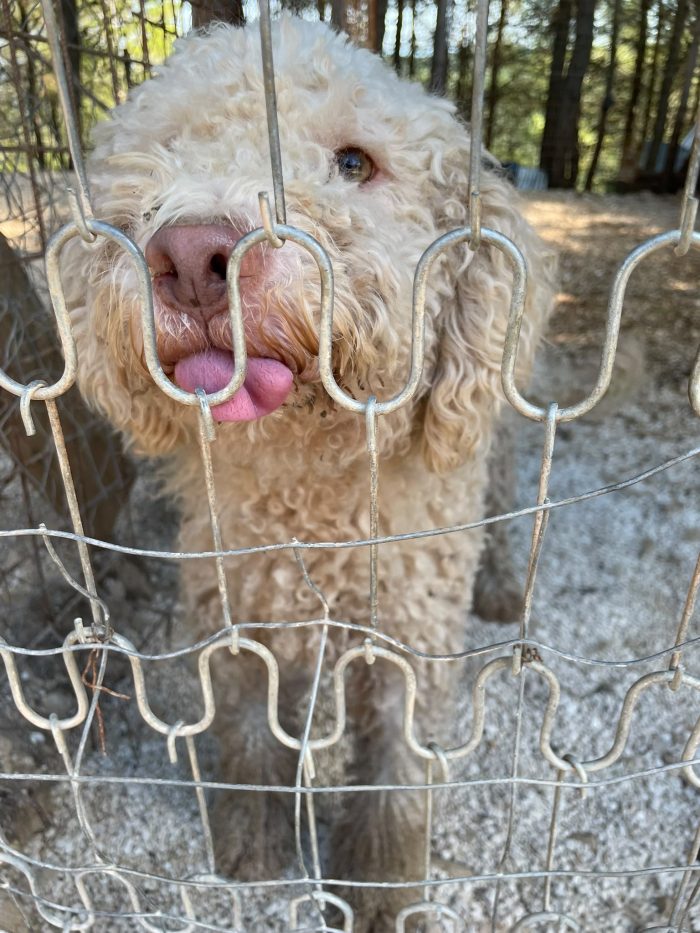 Lagotto Romagnolo cerca casa
