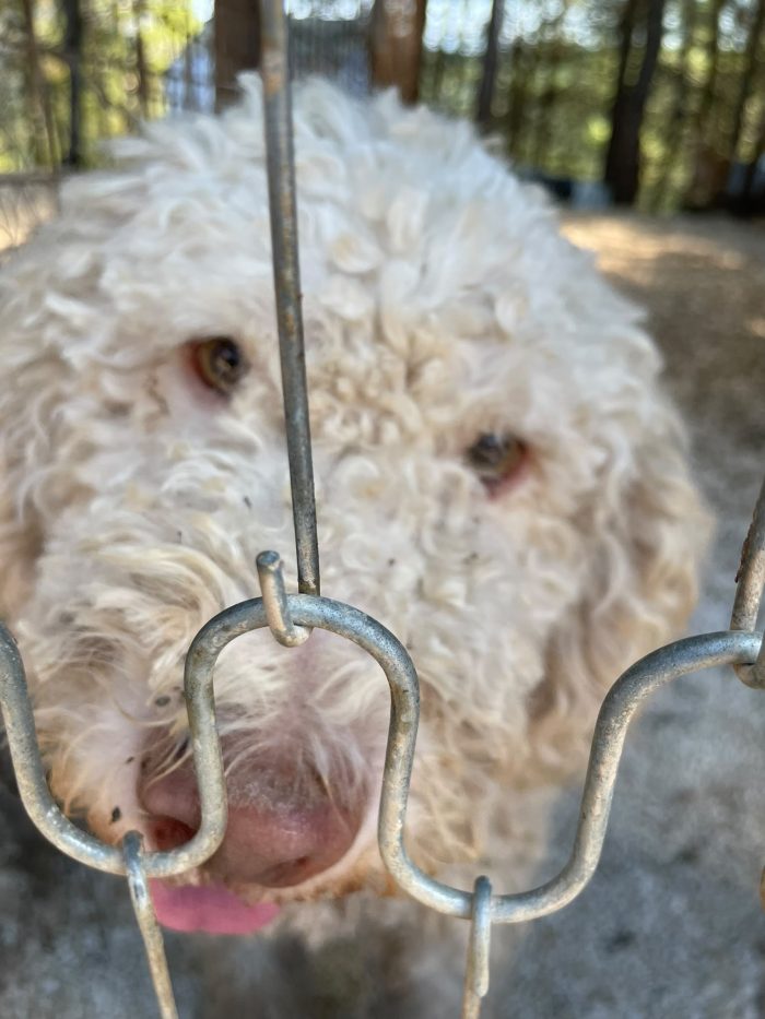 Lagotto Romagnolo cerca casa