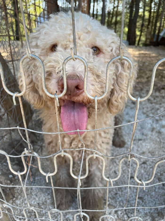 Lagotto Romagnolo cerca casa