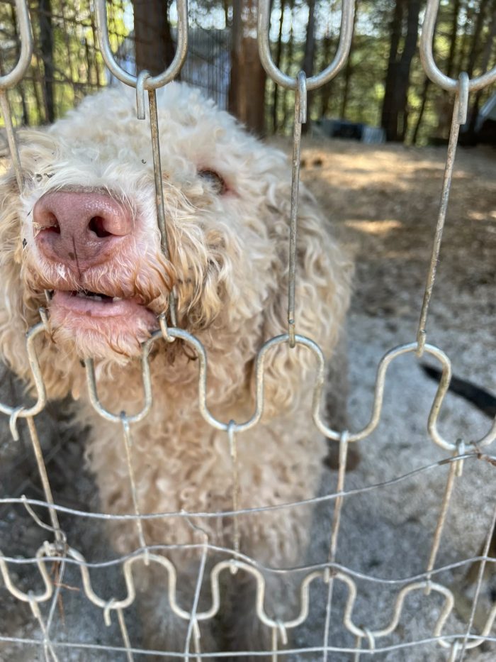 Lagotto Romagnolo cerca casa - media 4