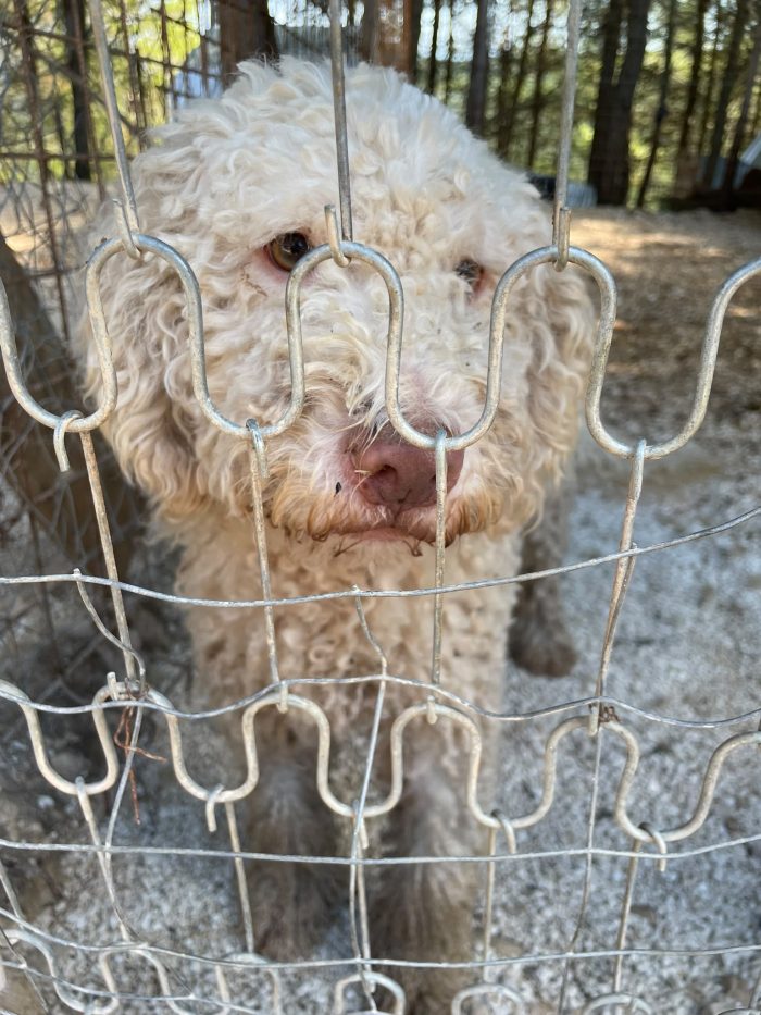 Lagotto Romagnolo cerca casa - media 5