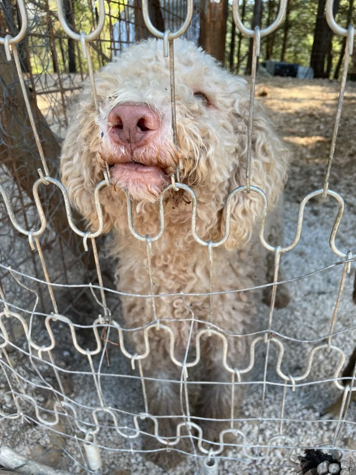 Lagotto Romagnolo cerca casa - media 6