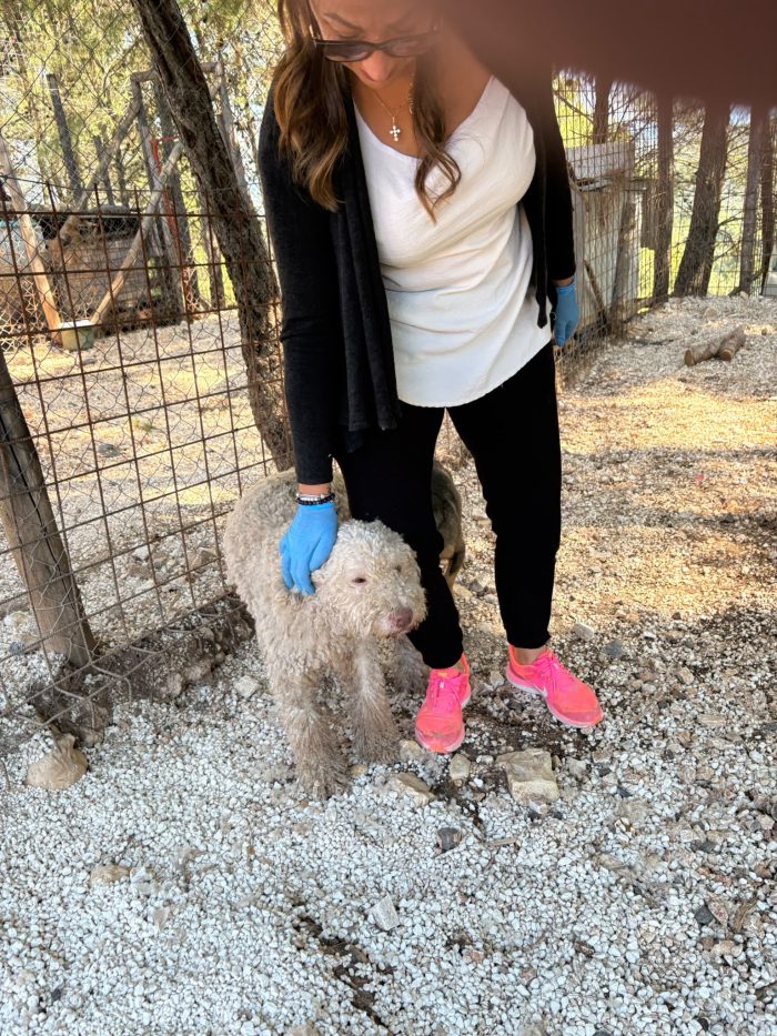 Lagotto Romagnolo cerca casa - media 7