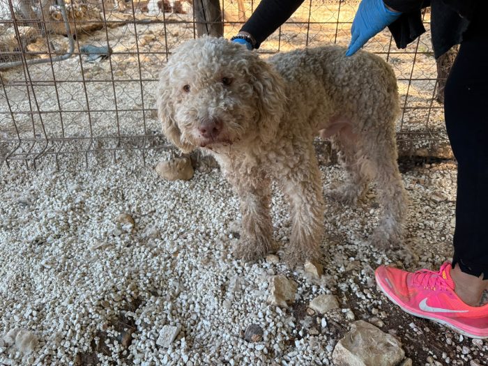 Lagotto Romagnolo cerca casa - media 8