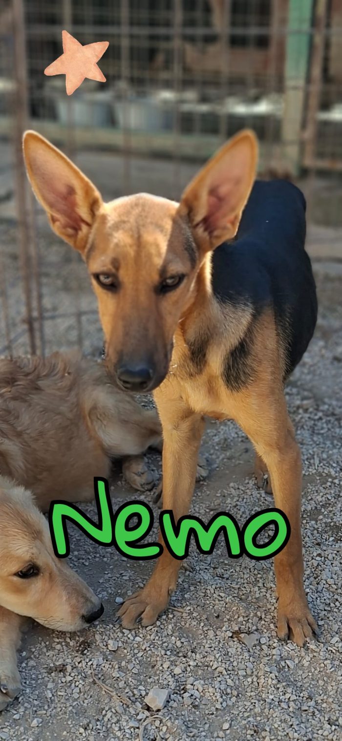Nemo cucciolo taglia medio piccola