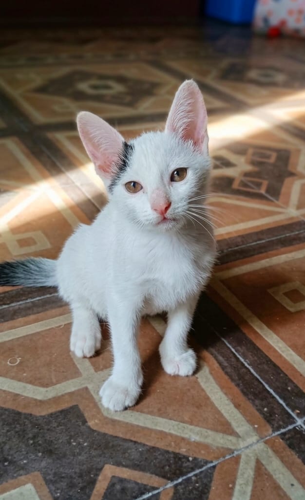 🐾❤️ LEO CERCA CASA ❤️🐾