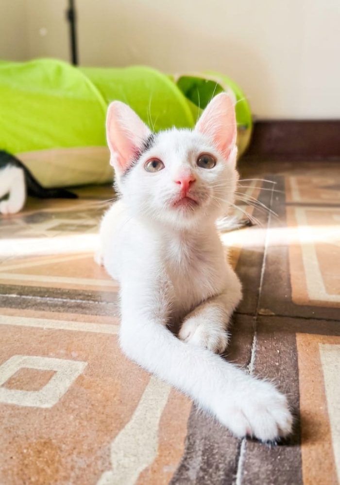 🐾❤️ LEO CERCA CASA ❤️🐾