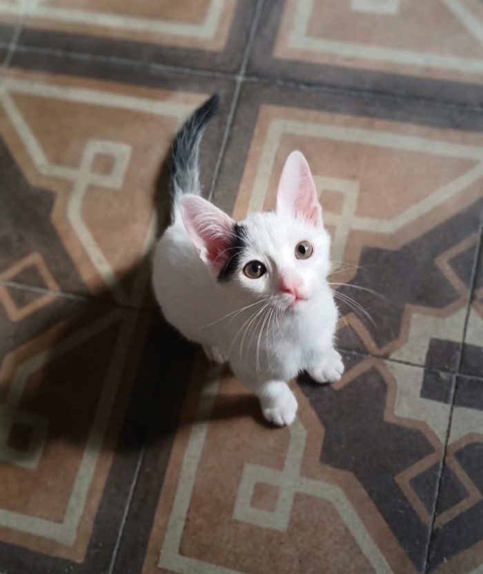 🐾❤️ LEO CERCA CASA ❤️🐾