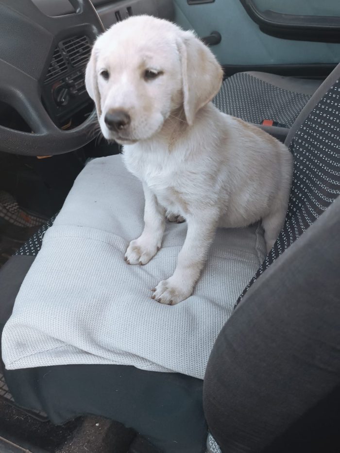 Chery splendida dolce cucciola simil Labrador cerca casa