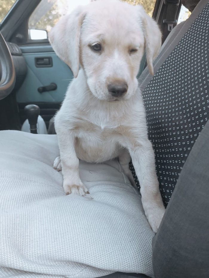 Chery splendida dolce cucciola simil Labrador cerca casa