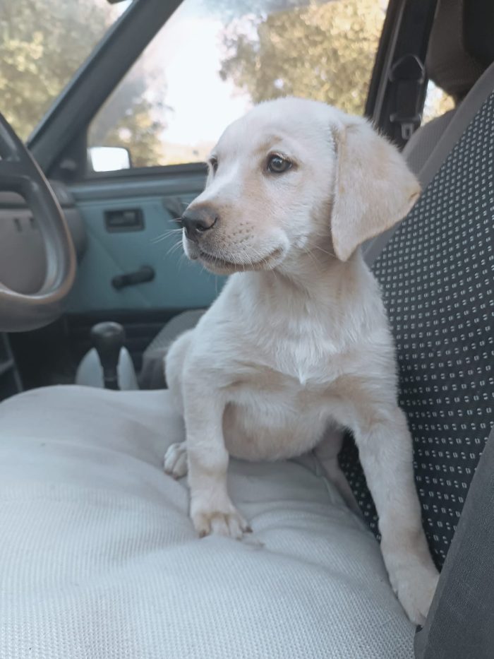 Chery splendida dolce cucciola simil Labrador cerca casa