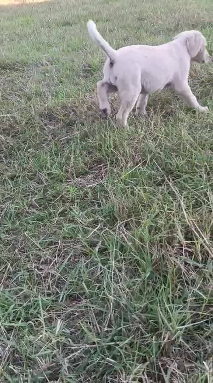 Chery splendida dolce cucciola simil Labrador cerca casa - media 6