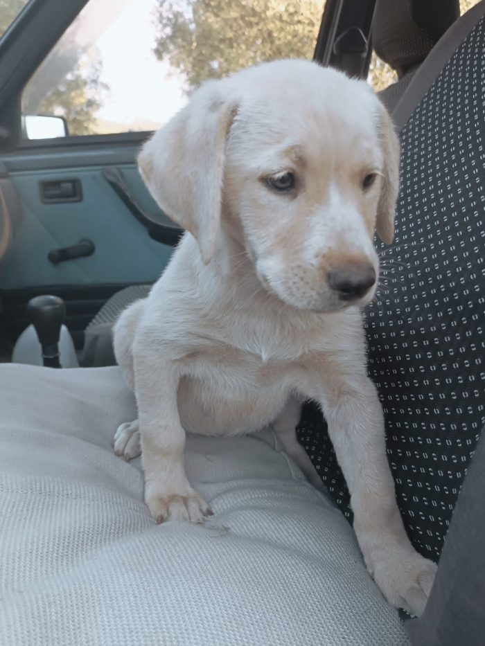 Chery splendida dolce cucciola simil Labrador cerca casa - media 4