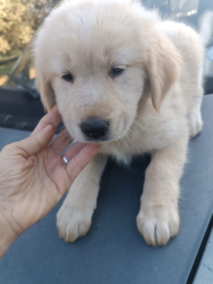Pretty splendida dolce cucciola simil Golden