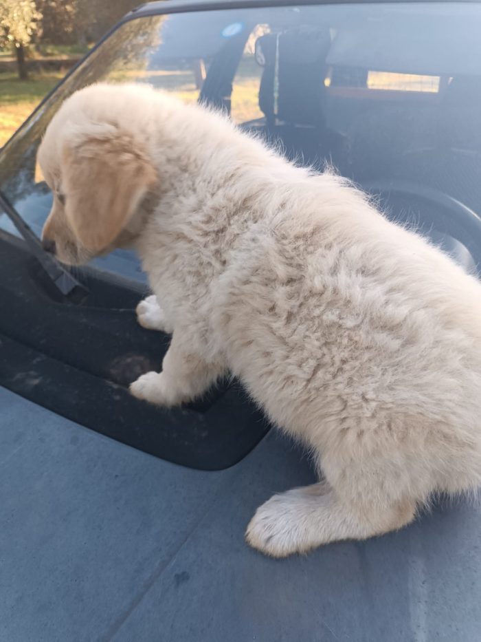 Pretty splendida dolce cucciola simil Golden